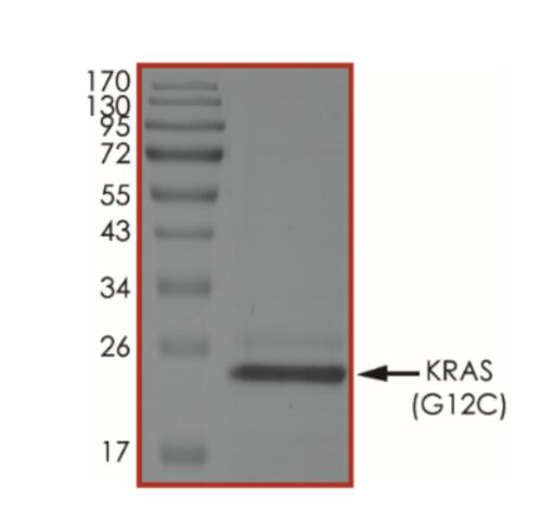 The purity of KRAS (G12C) was determined to be >75% by densitometry.